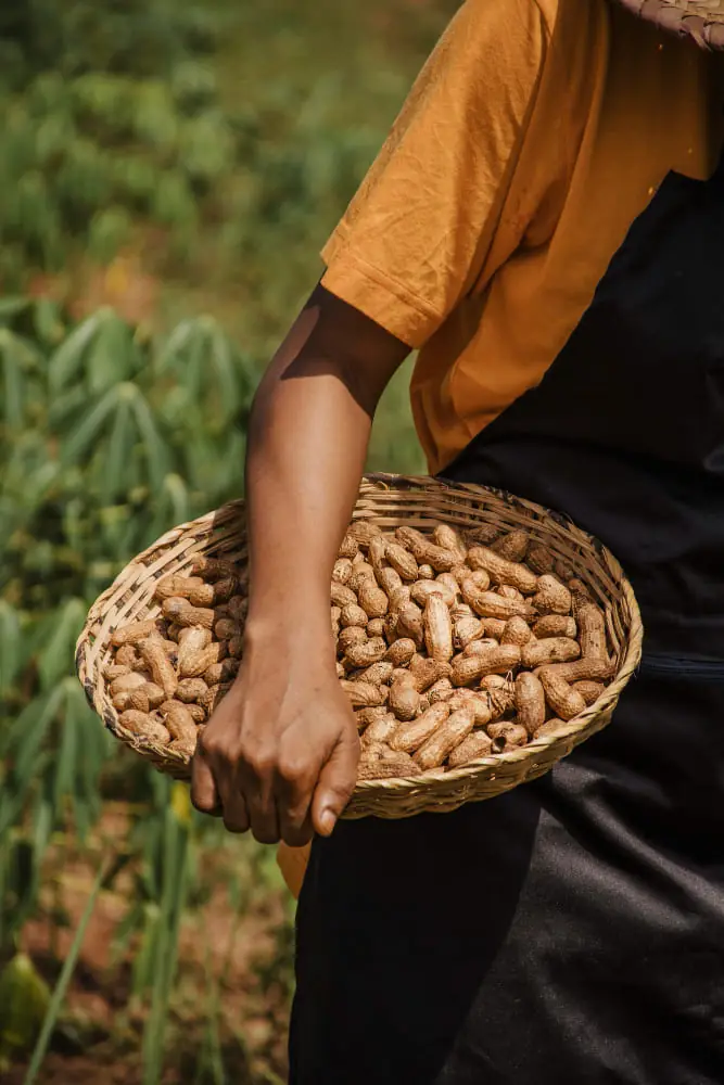Champ agricole africain au Mali